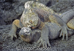 matting iguanas in galapagos, looks rough by Victor Zucker 